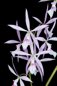 Encyclia adenocaula Paradox AM/AOS 85 pts.